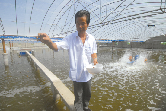 对虾住进大棚效益翻上几--上虞新闻网